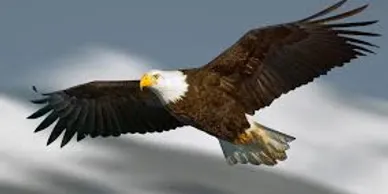 Eagle Program