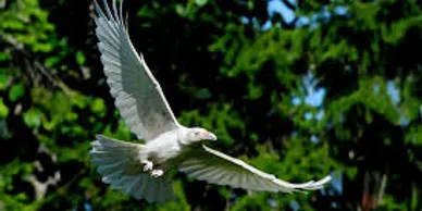 Birdie Program